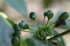 Canthium dicoccum var. umbellatum